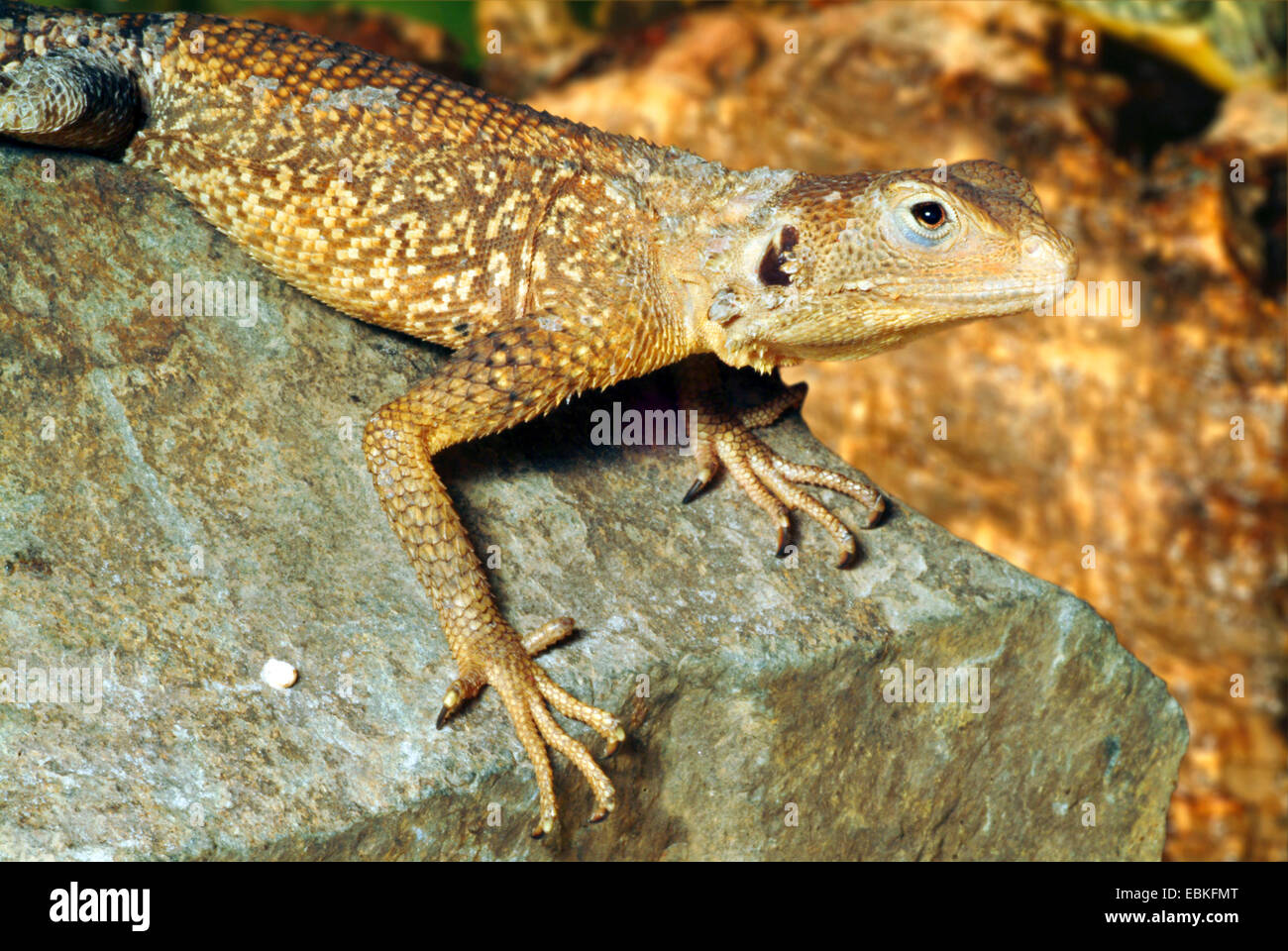 Unter der Leitung von gelb Agama (Laudakia Nupta Fusca), portrait Stockfoto