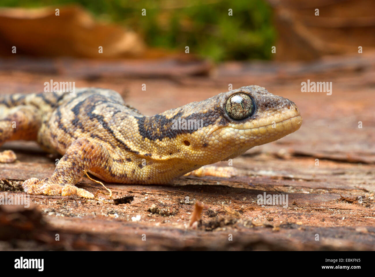 Banded samt Gecko (Homopholis Fasciata), Nahaufnahme Stockfoto