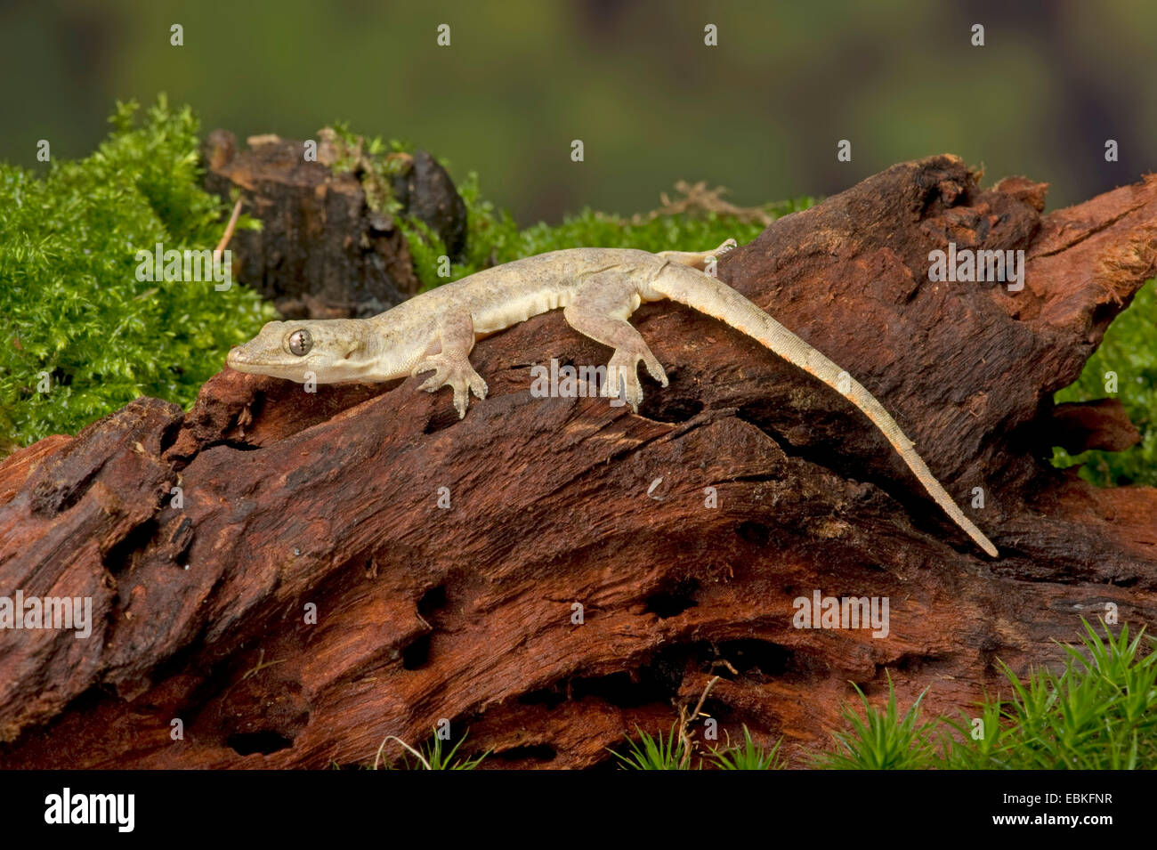Mourning Gecko (Lepidodactylus Lugubris), auf eine Wurzel Stockfoto