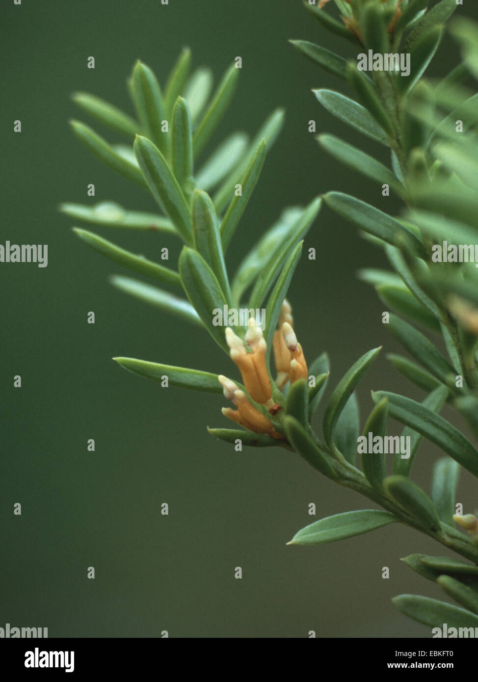 Berg Totara, Schnee Totara (Podocarpus Nivalis), blühender Zweig Stockfoto