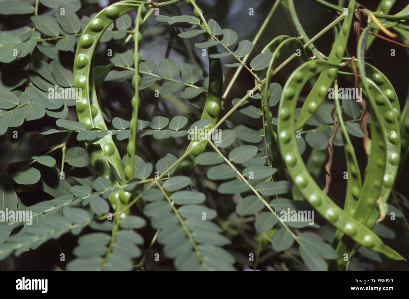 Rotes Sandelholz, rotes Sandelholz, Saga Samen Baum, Coralwood, Sandelholz-Baum (Adenanthera Pavonina), mit Früchten Stockfoto