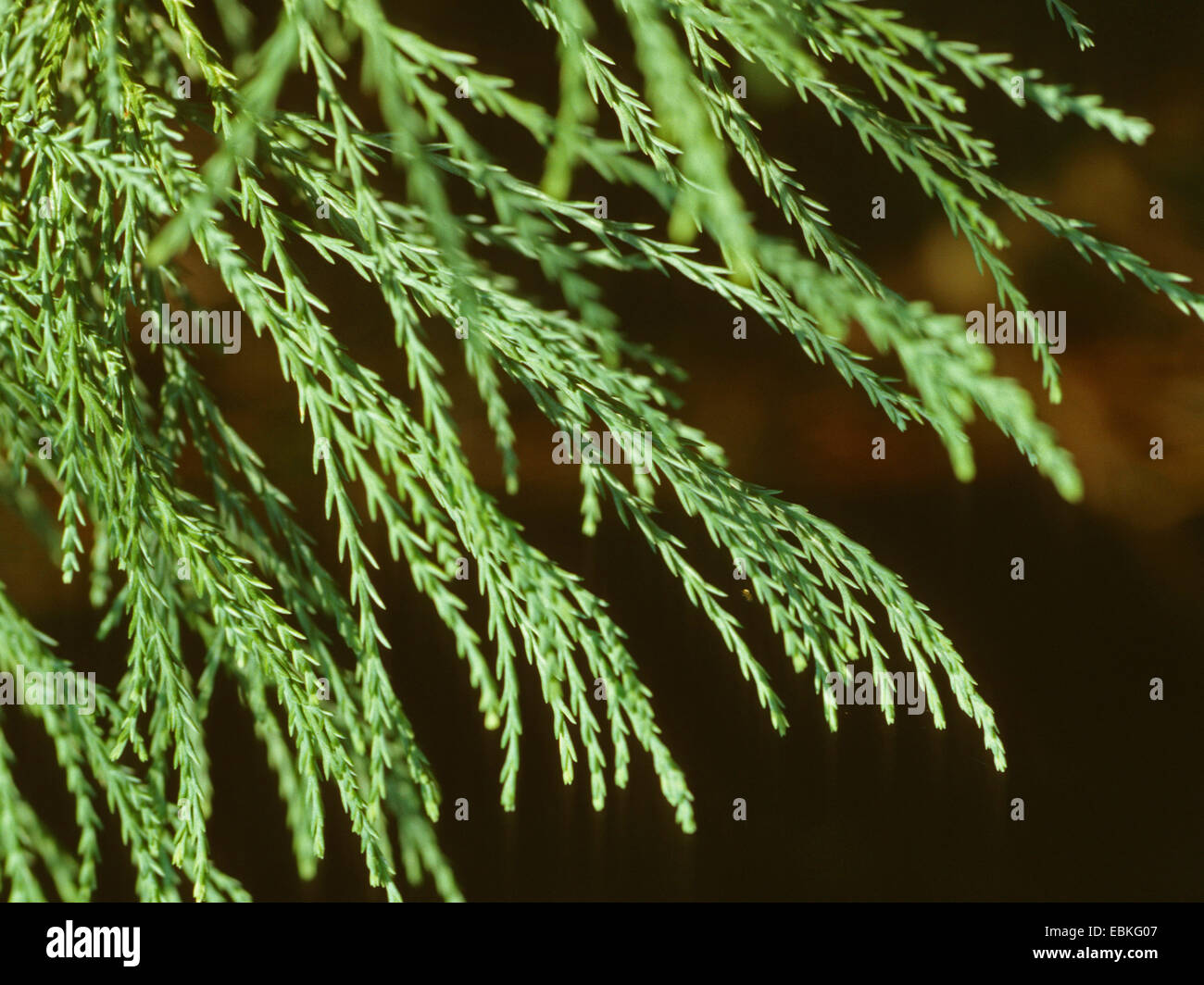 Mammutbaum, Giant Redwood (Sequoiadendron Giganteum), Zweig Stockfoto