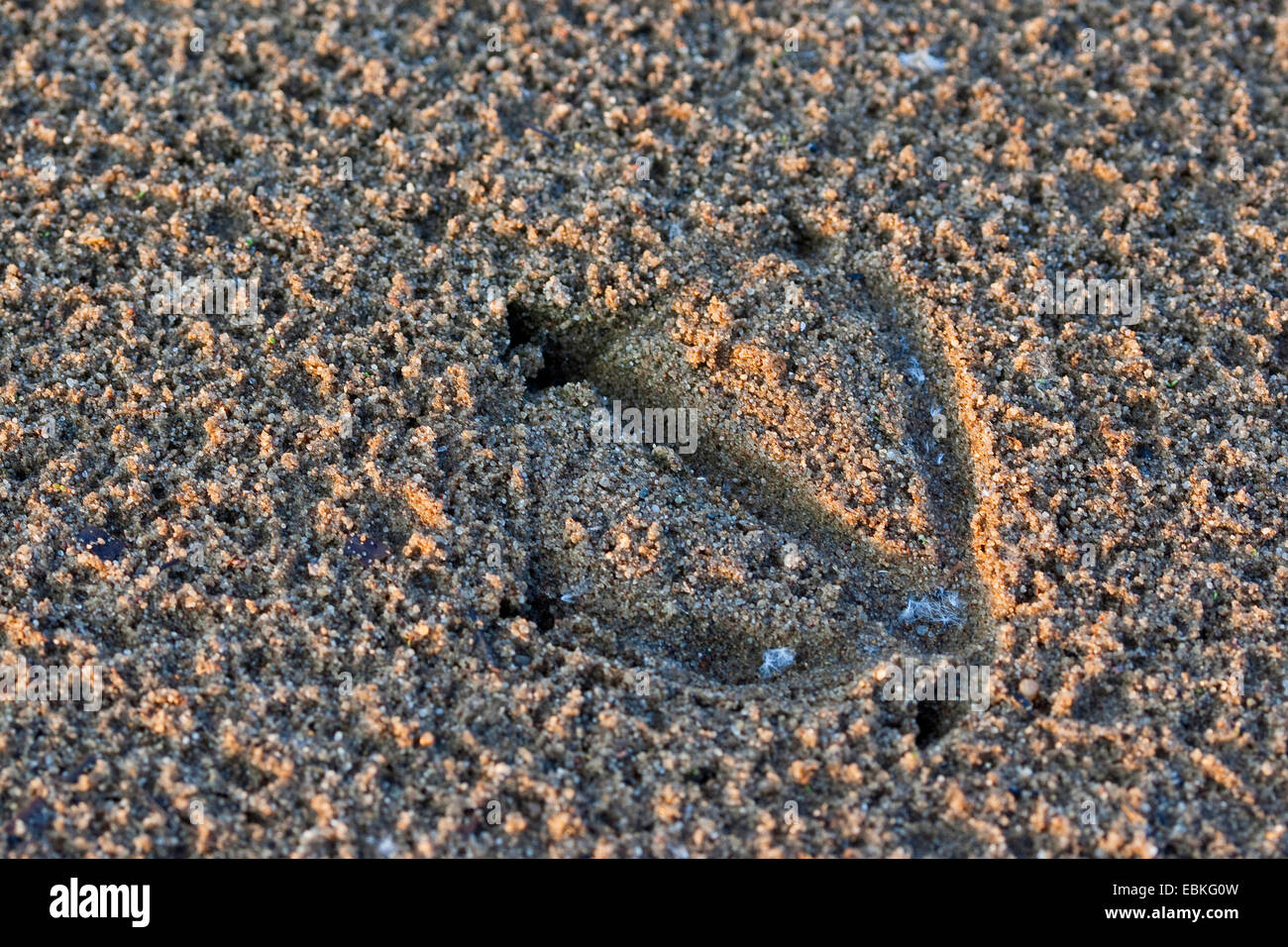 einzelnen Fußabdruck einer Ente im Schlamm, Deutschland Stockfoto