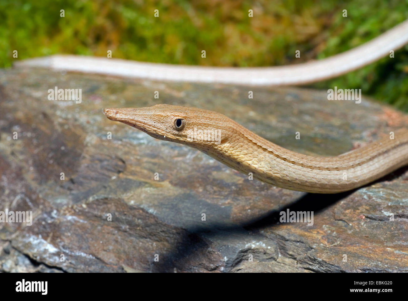 Burtons beinlose Echse (Lialis Burtonis), portrait Stockfoto