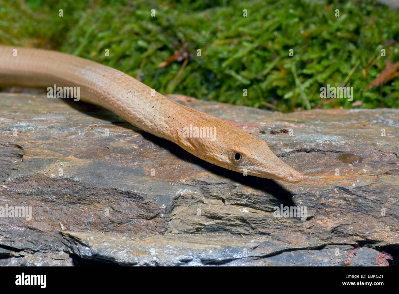Burtons beinlose Echse (Lialis Burtonis), portrait Stockfoto