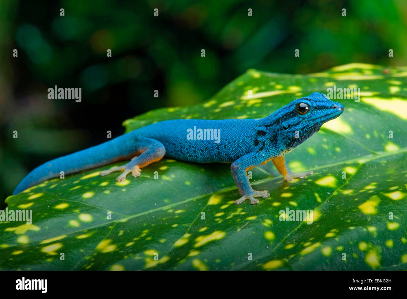 Elektro Blue Gecko, Williams Zwerg Gecko (Lygodactylus Williamsi), sitzen auf eine Pflanze männlich Stockfoto