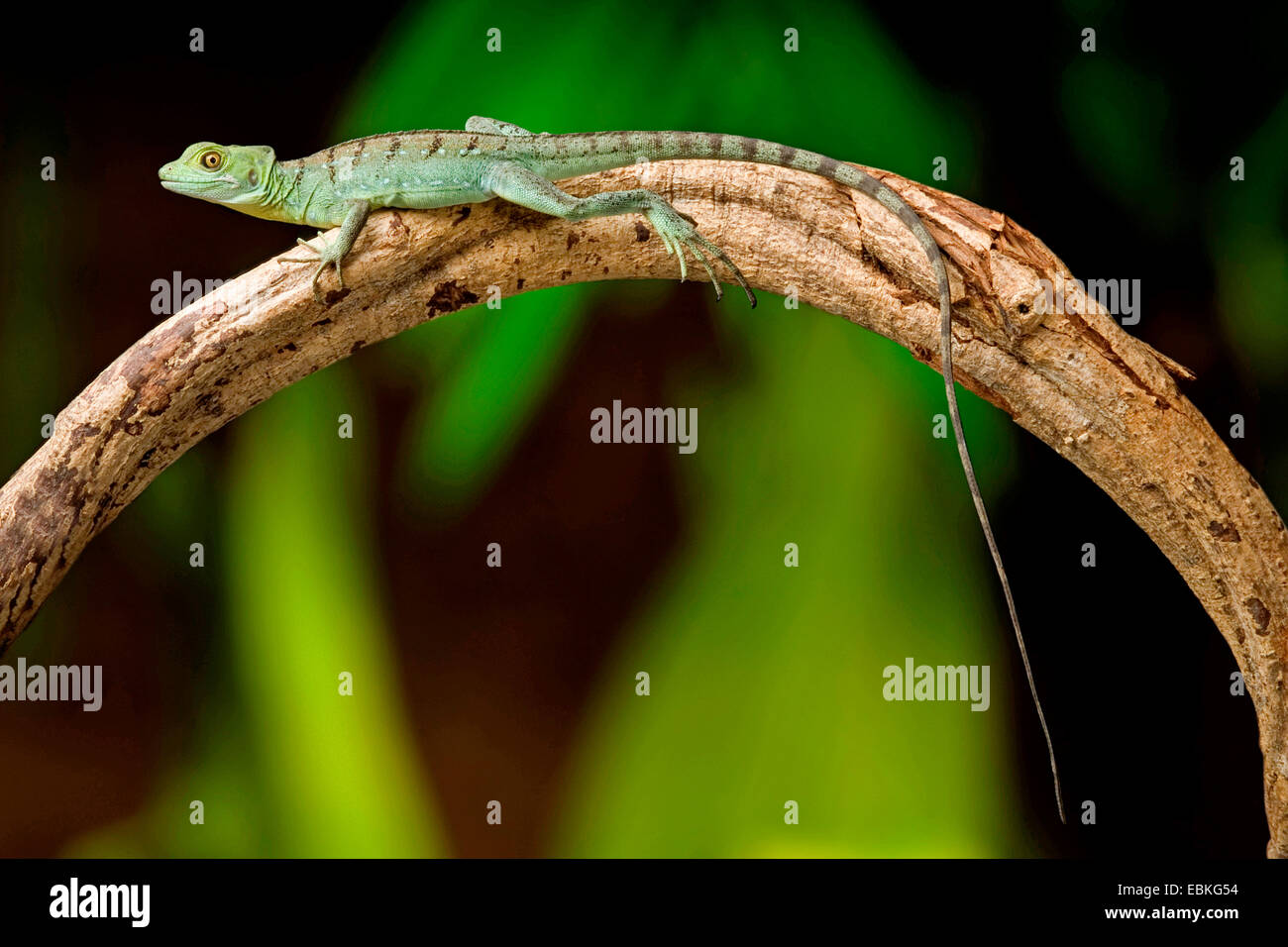 grüne Basilisk, gefiederte Basilisk, Doppel-crested Basilisken (Plumifrons Basiliskos), sitzt auf einem Luftbild root Stockfoto