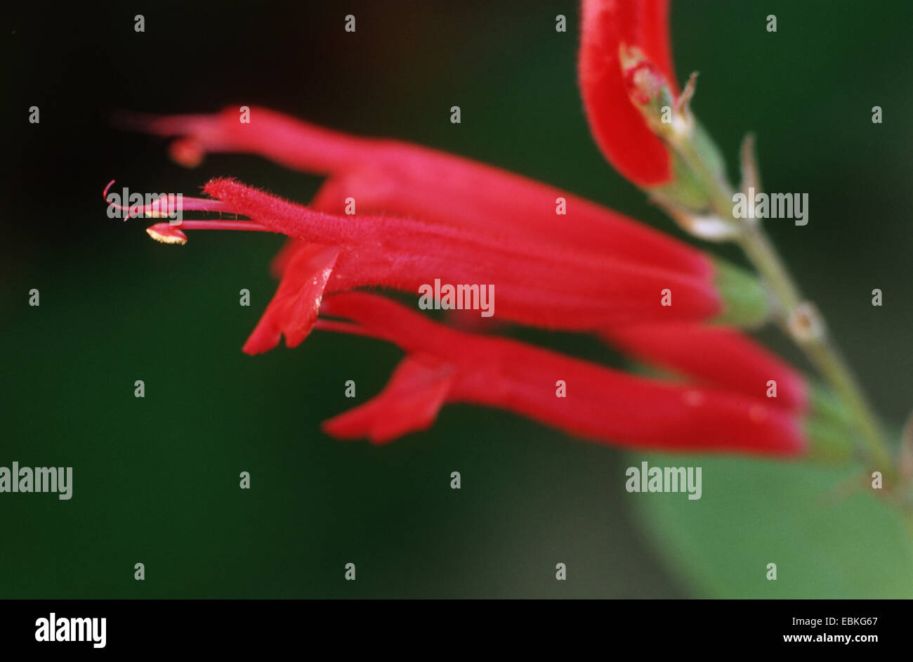 Ananas blumen -Fotos und -Bildmaterial in hoher Auflösung – Alamy Ananas blumen -Fotos und -Bildmaterial in hoher Auflösung – Alamy