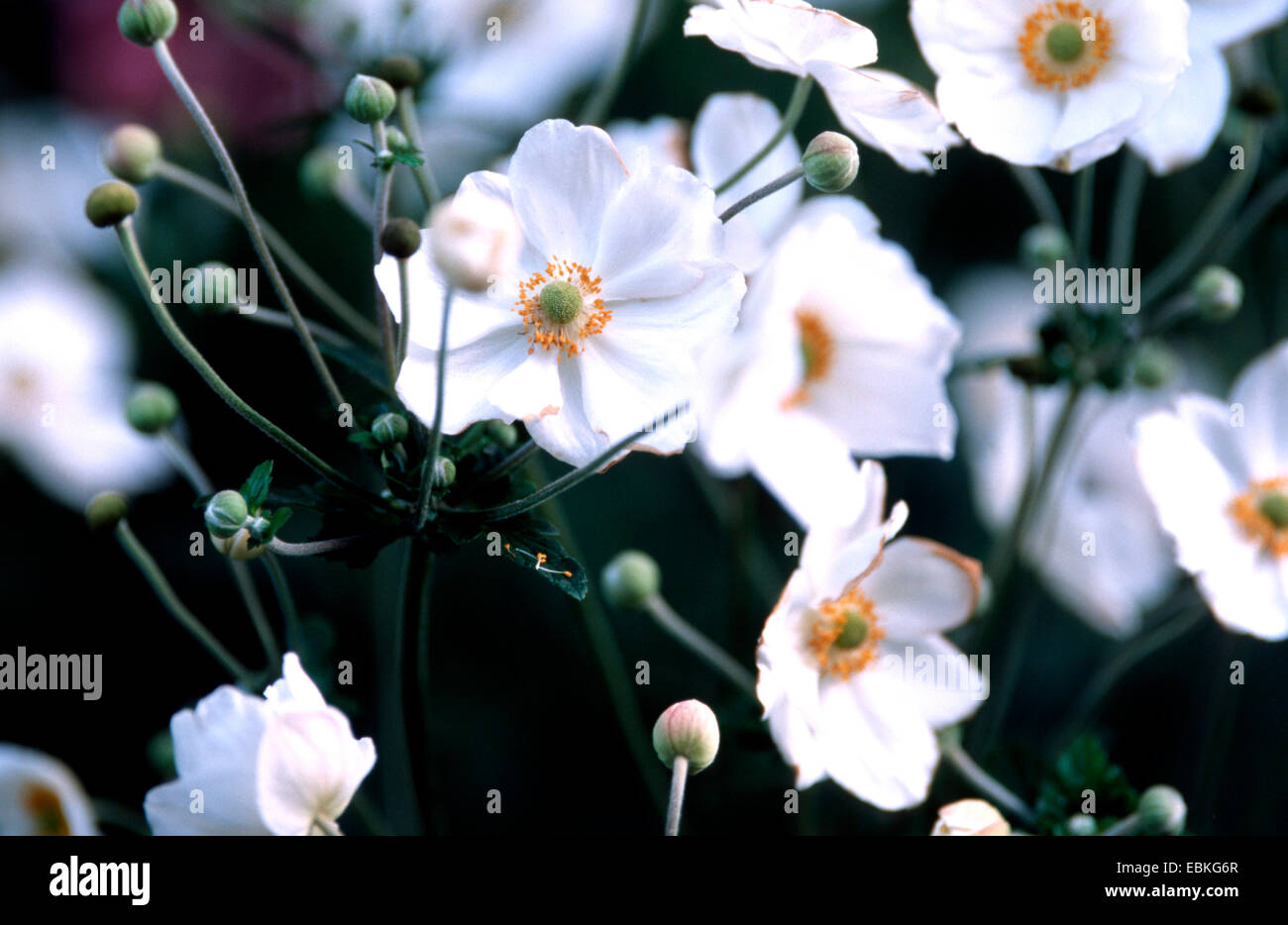 Japanische Anemone, japanische Windflower (Anemone Japonica, Anemone Hupehensis var. Japonica) Sorte Honorine Jobert Stockfoto