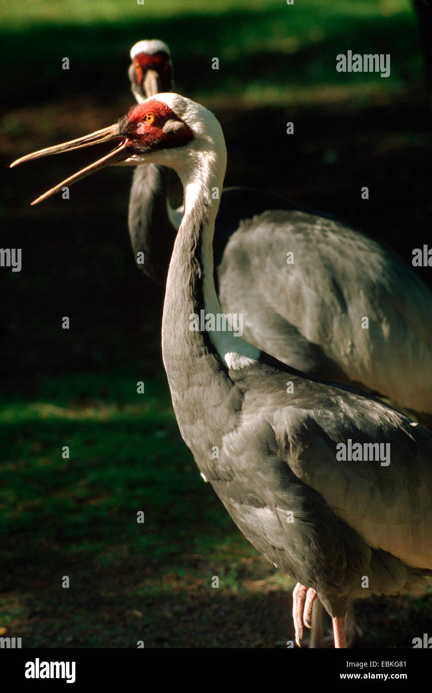 Japanische wilde vögel -Fotos und -Bildmaterial in hoher Auflösung – Alamy
