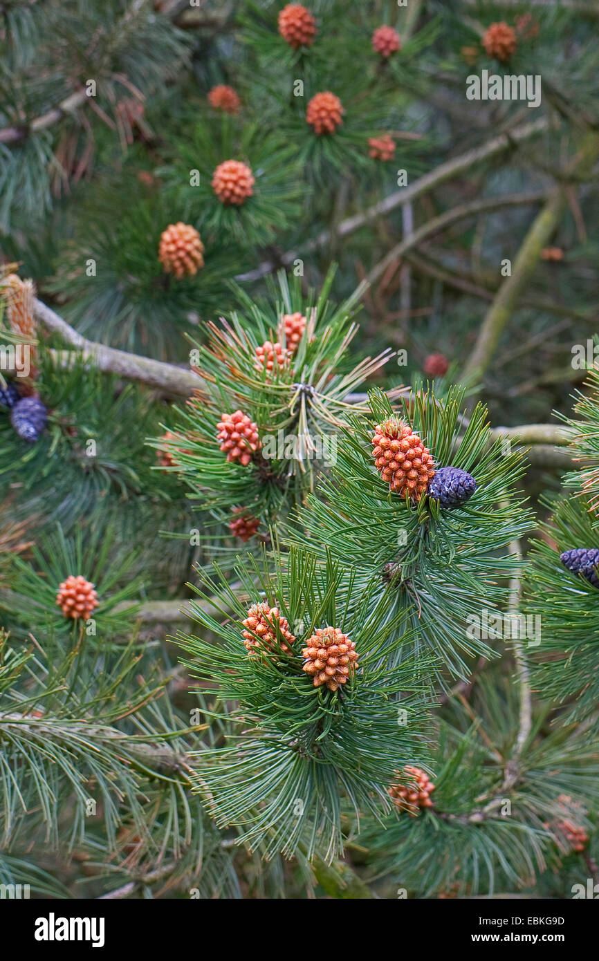 Bosnische Kiefer, Palebark Kiefer (Pinus Leucodermis, Pinus Heldreichii), Zweig mit Zapfen und männlicher Blütenstand Stockfoto