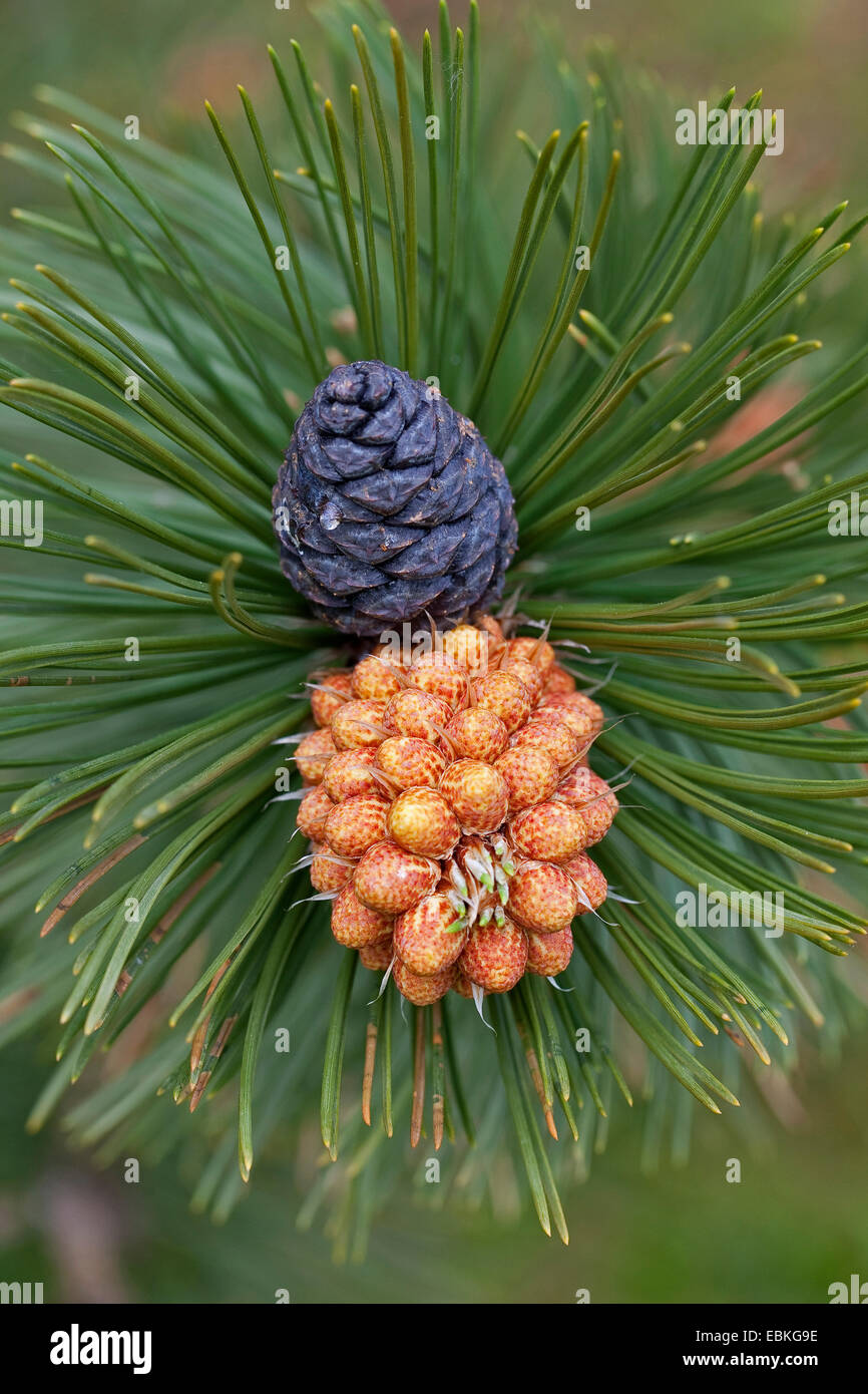 Bosnische Kiefer, Palebark Kiefer (Pinus Leucodermis, Pinus Heldreichii), Zweig mit Zapfen und männlicher Blütenstand Stockfoto