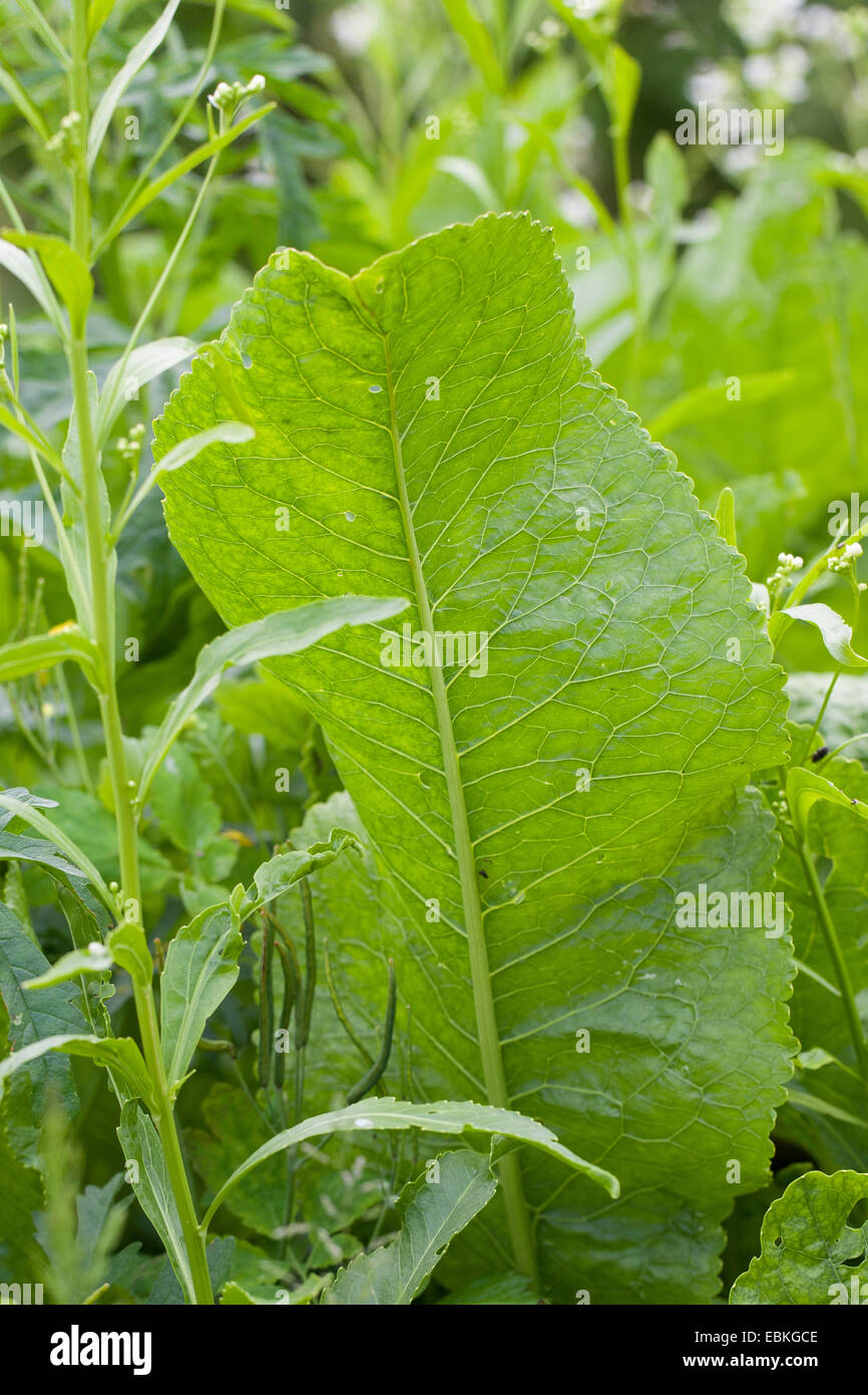 Meerrettich, Meerrettich (Armoracia Rusticana, Cochlearia Armoracia