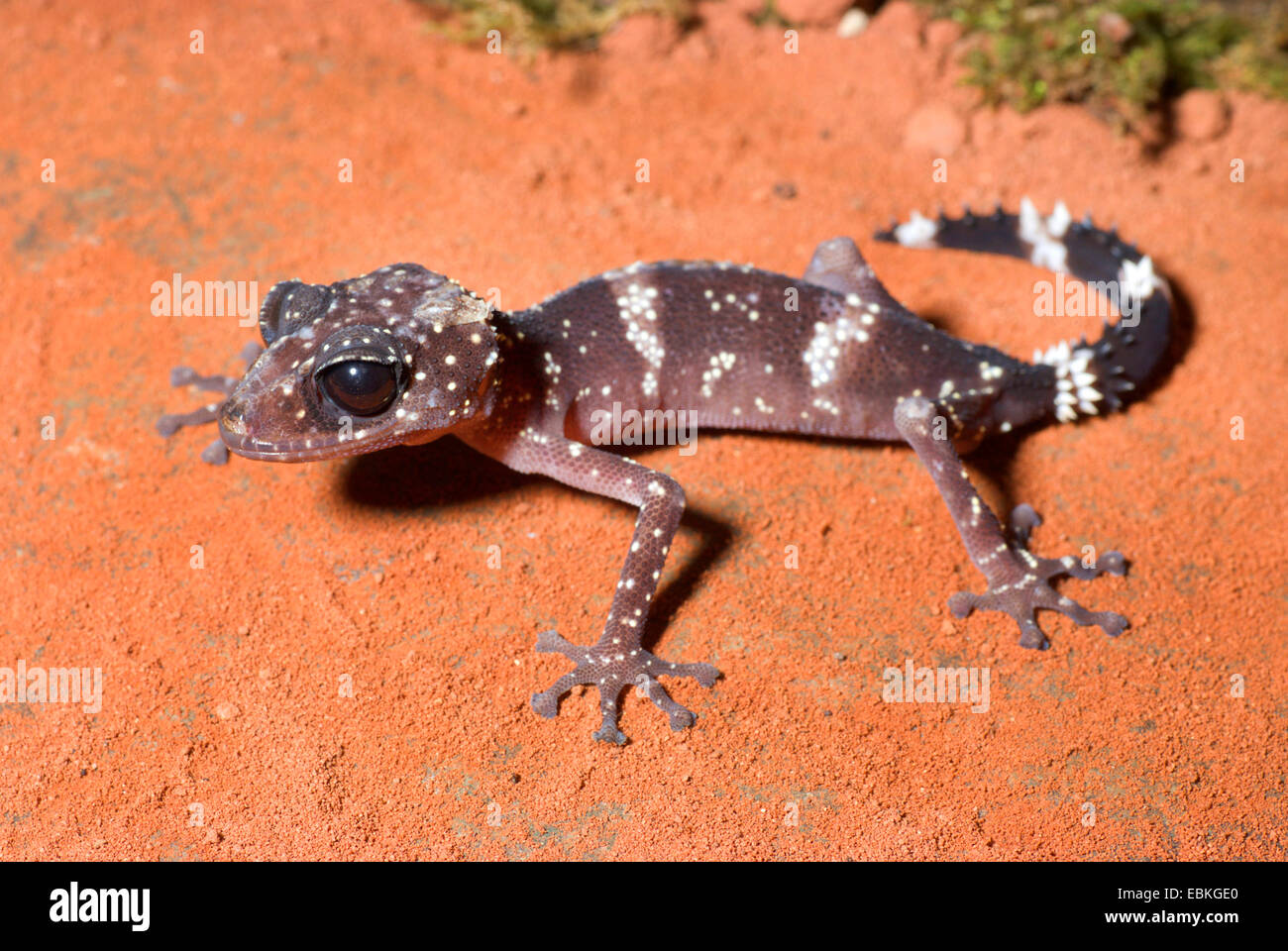 Madagaskar Big Eyed Gecko (Paroedura Masobe), im Sand sitzen Stockfoto