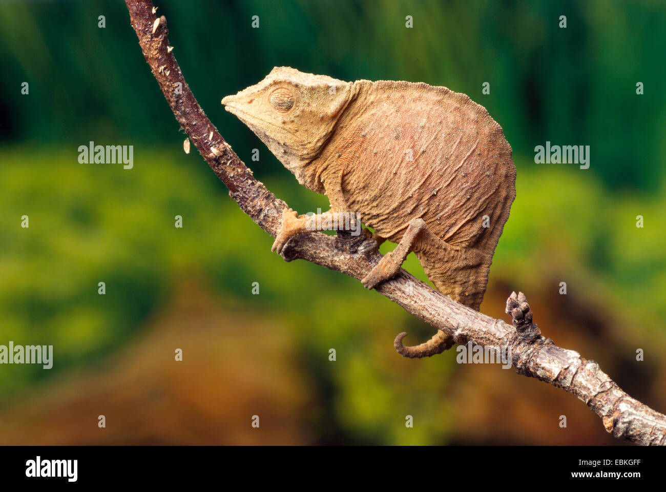 Usambara Stumptail Chamäleon (Rhampholeon Temporalis), sitzt auf einem Ast mit geschlossenen Augen Stockfoto