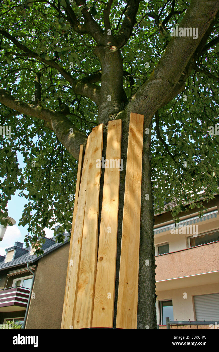 Baumschutz in ein Baugrundstück, Deutschland, Nordrhein-Westfalen Stockfoto
