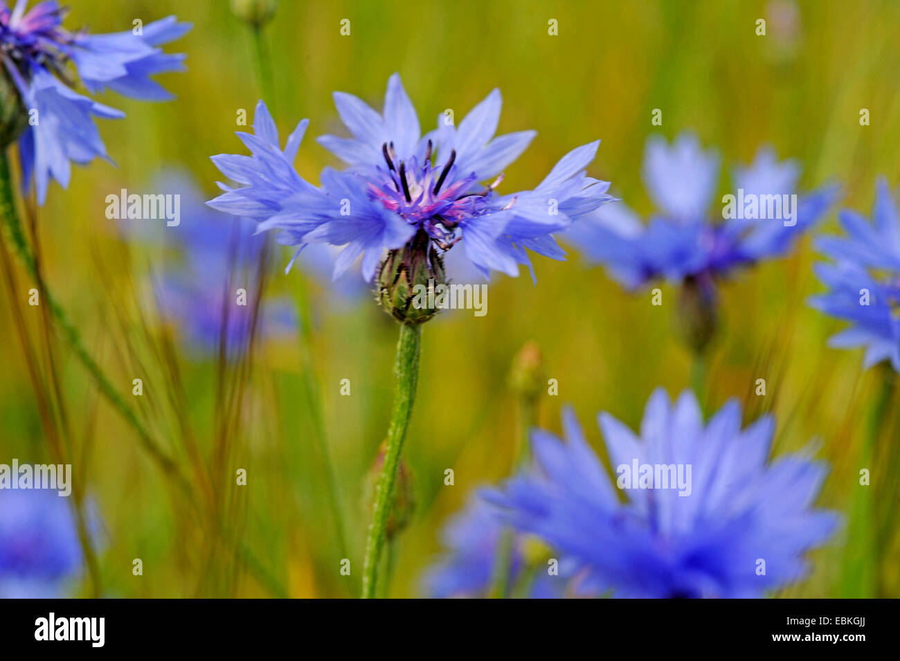 Schaltfläche "Bachelor's", Zusammenarbeit, Kornblume (Centaurea Cyanus), blühen in einem Roggenfeld, Deutschland, Nordrhein-Westfalen Stockfoto