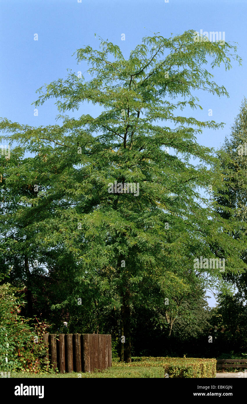 Honeylocust, Honigheuschrecke (Gleditsia Triacanthos), einziger Baum Stockfoto