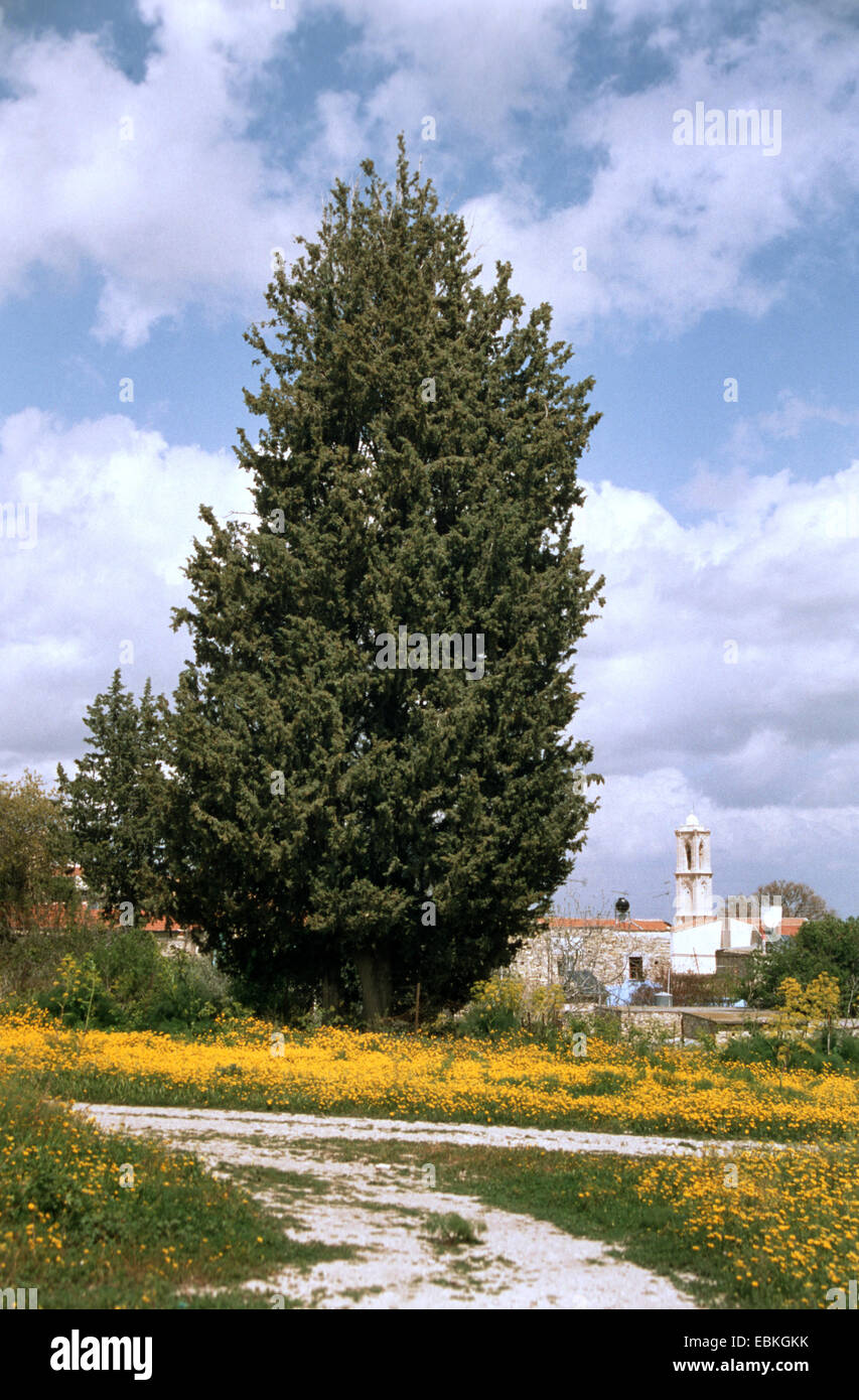 Griechischer Wacholder (Juniperus Excelsa), Baum, Zypern Stockfoto