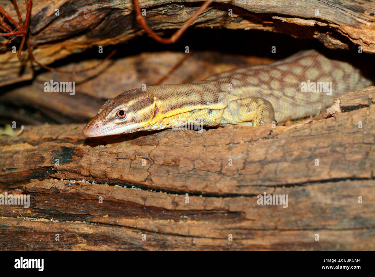 Langusten-tailed Pygmäen Monitor, Ridge-tailed Monitor, Monitor Ridgetail (Varanus Acanthurus), portrait Stockfoto