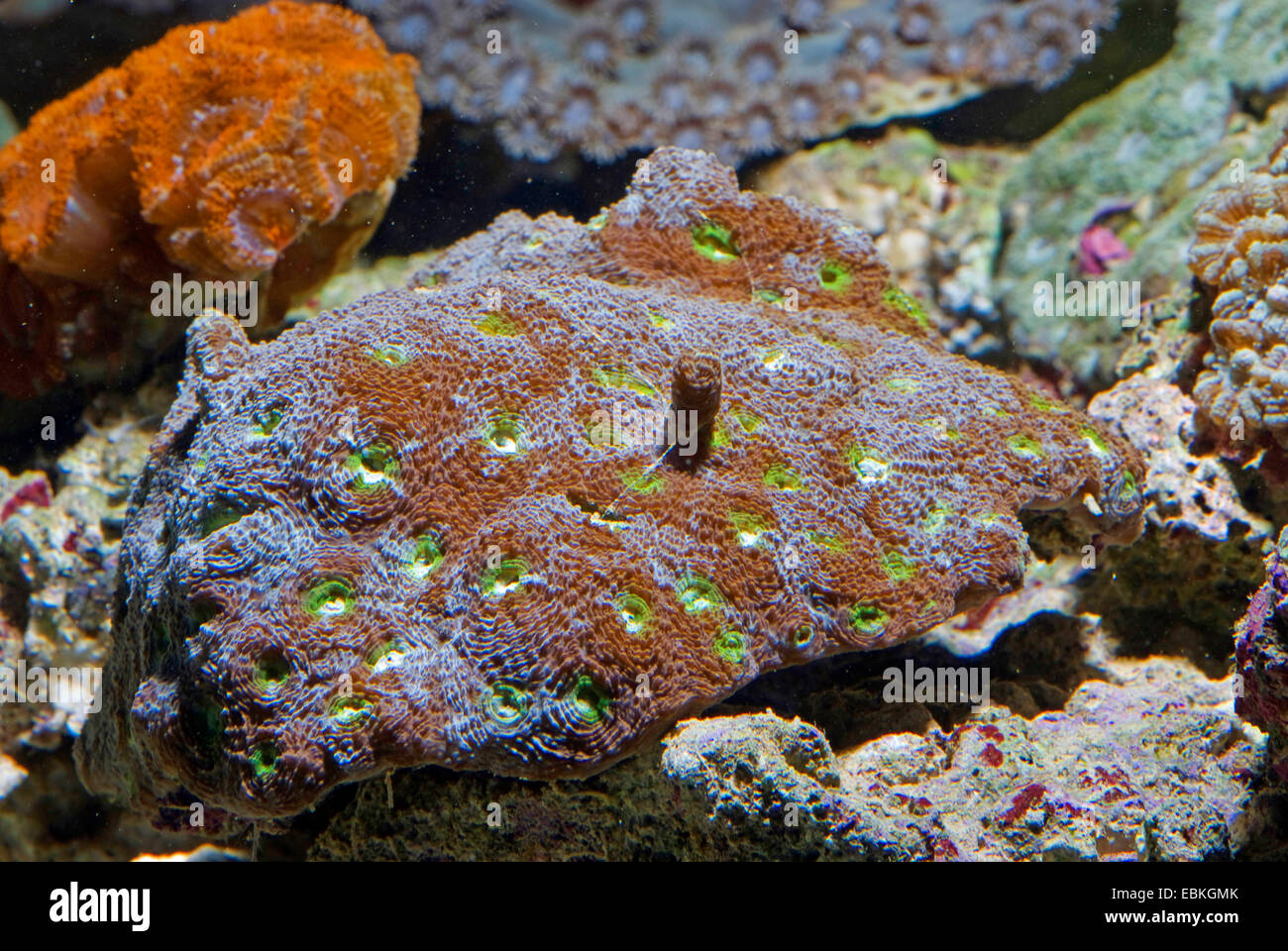 Stony Coral (Acanthastrea Hillae), Seitenansicht Stockfoto