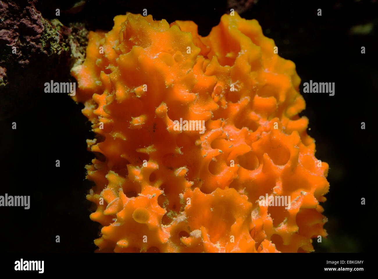 Orange Spitze Schwamm (Acanthella spec.), Detailansicht Stockfoto