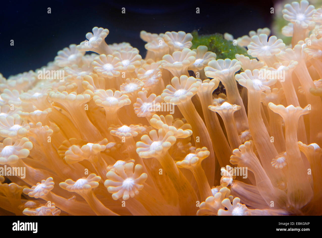 Blumentopf Korallen (Alveopora spec.), Nahaufnahme Stockfoto