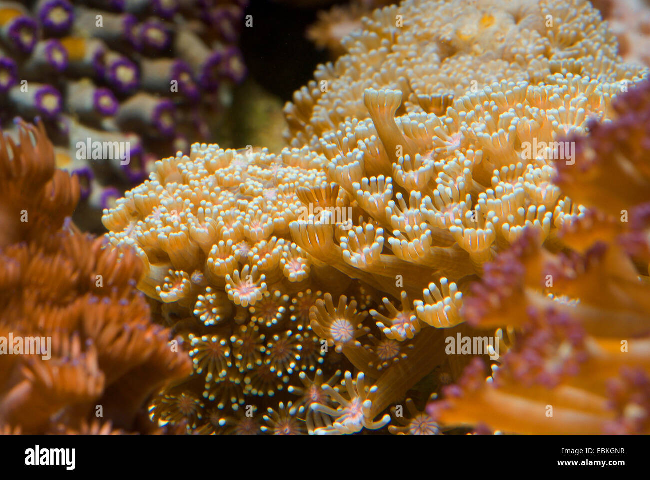 Flower Pot Koralle (Alveopora Gigas), Kolonie Stockfoto