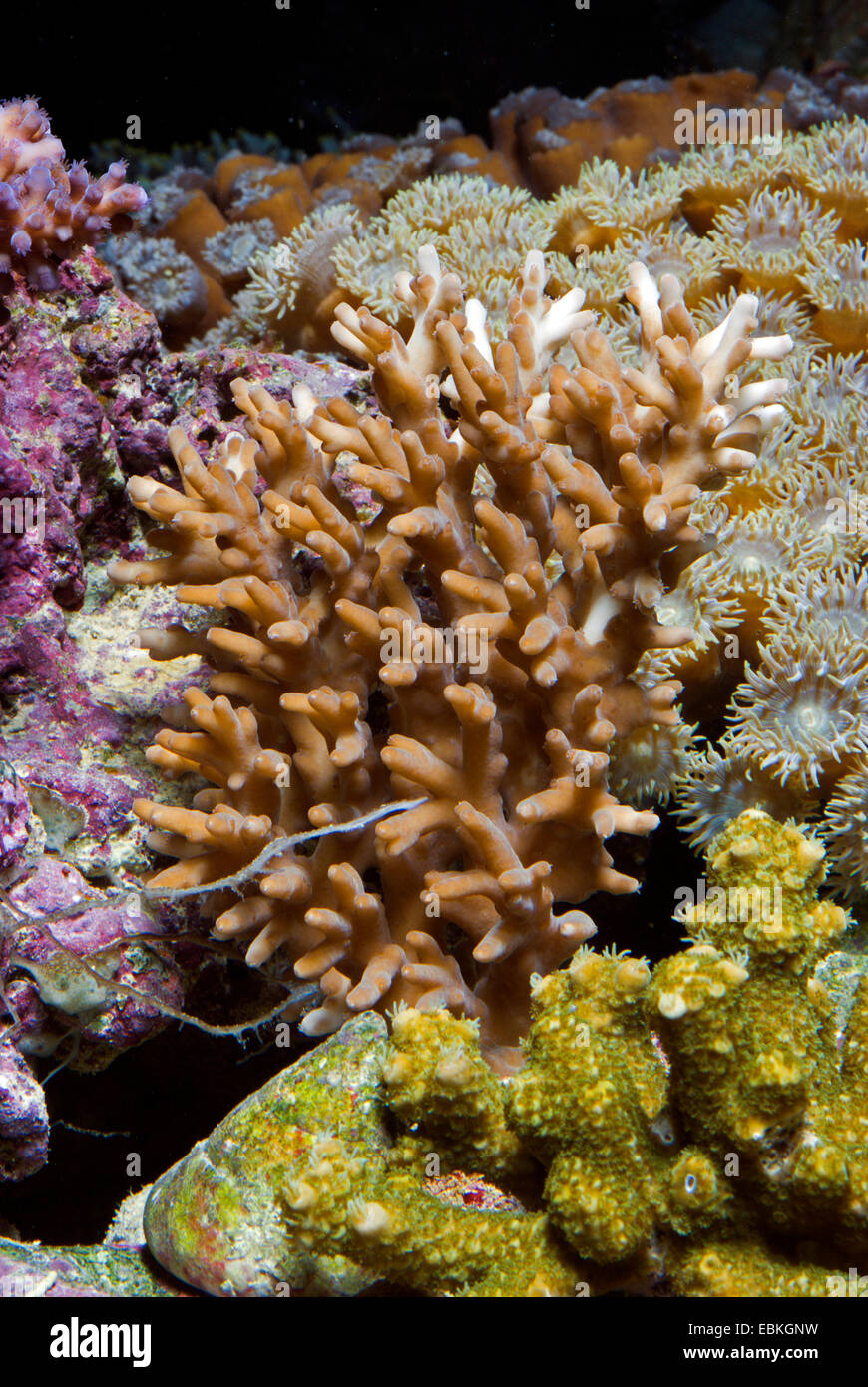 Stony Coral (Acropora spec.), neben mehreren anderen Korallen Stockfoto
