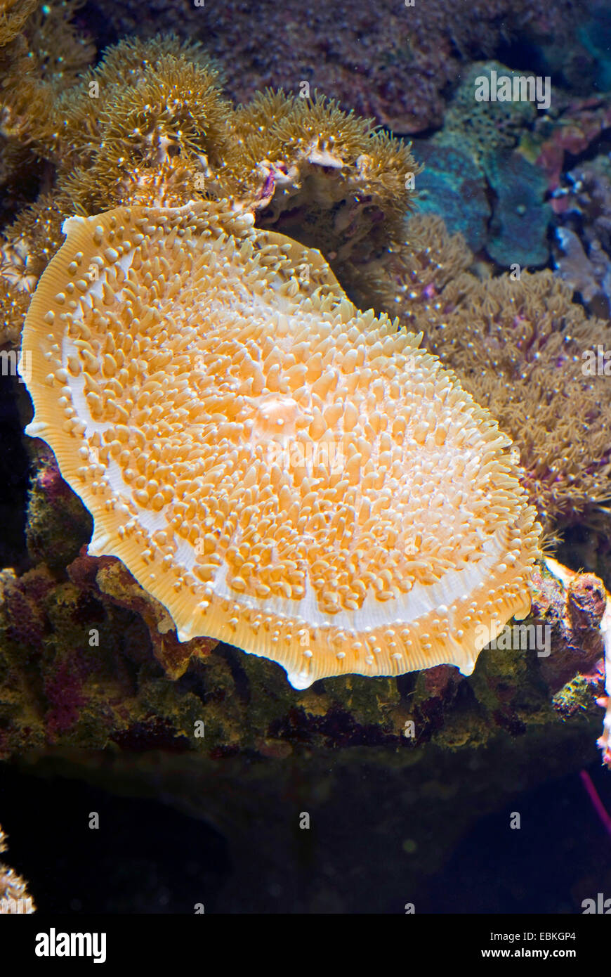Giant Cup, riesigen Elefanten Ohr Pilz Coral (Amplexidiscus Fenestrafer), Nahaufnahme Stockfoto