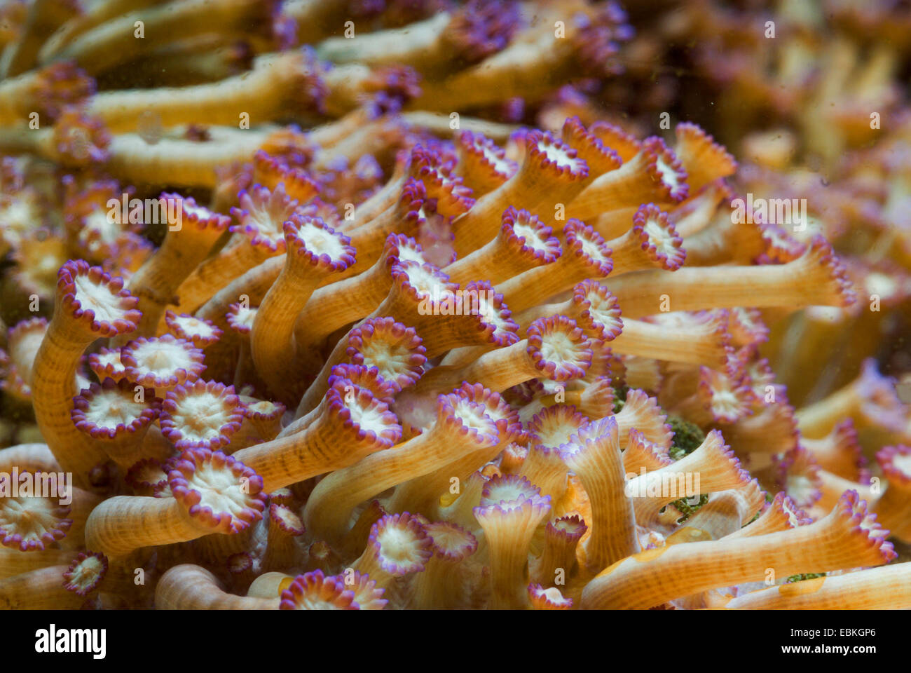 Stony Coral (Alveopora spec.), Detailansicht Stockfoto