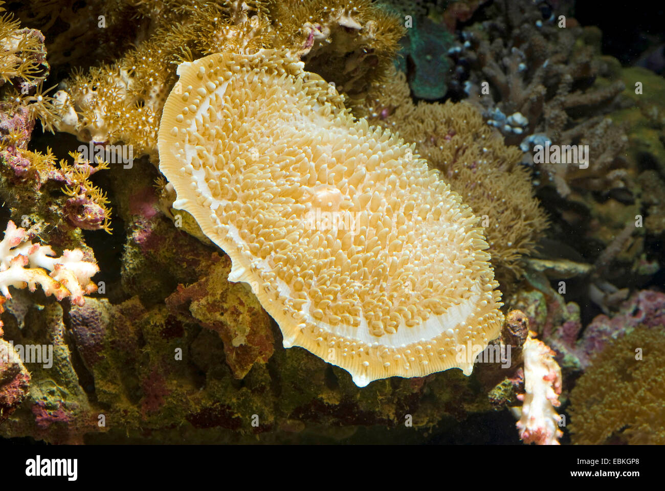 Giant Cup, riesigen Elefanten Ohr Pilz Coral (Amplexidiscus Fenestrafer), Nahaufnahme Stockfoto