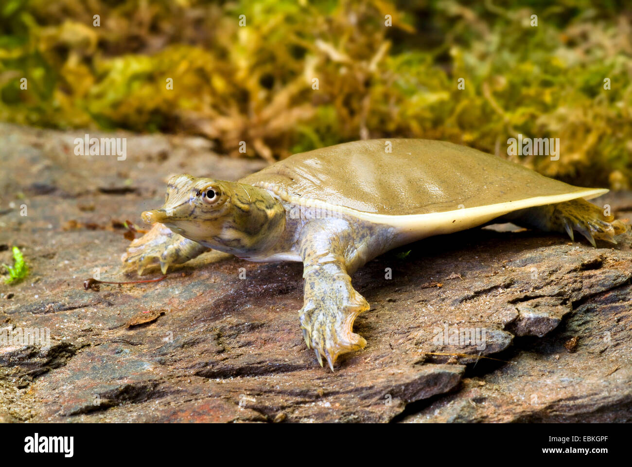 Stachelige Softshell Schildkröten (Trionyx Spiniferus, Apalone Spinifera), auf einem Stein Stockfoto