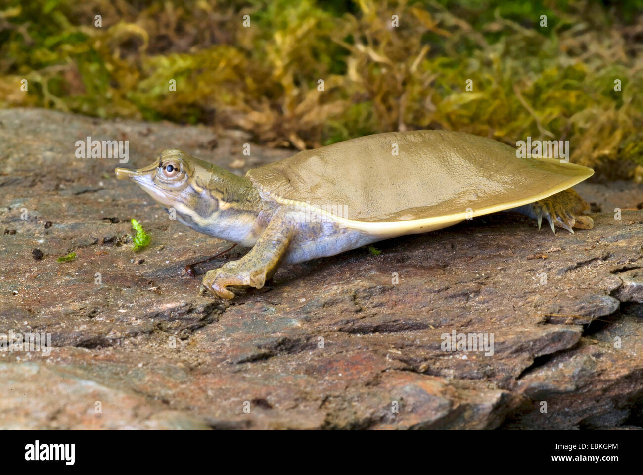 Stachelige Softshell Schildkröten (Trionyx Spiniferus, Apalone Spinifera), Seitenansicht Stockfoto