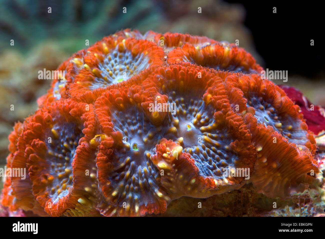 Stony Coral (Blastomussa Merleti), Kolonie Stockfoto