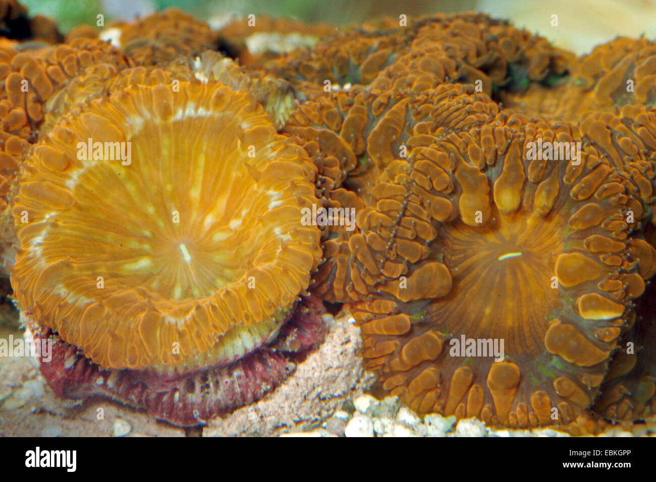 Stony Coral (Blastomussa Wellsi), Kolonie Stockfoto