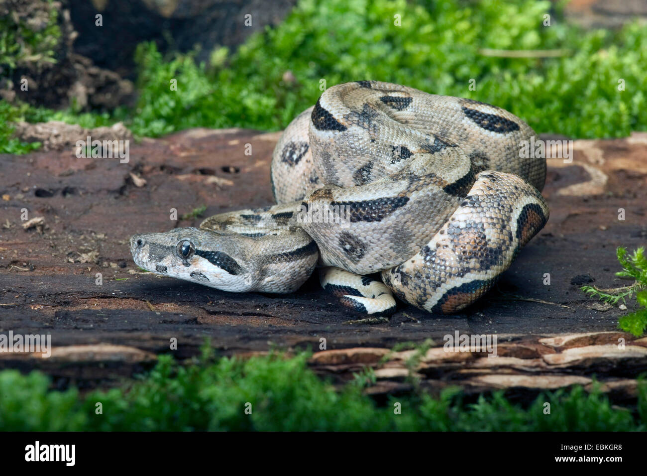 Gemeinsamen nördlichen Boa (Boa Constrictor Imperator), zusammengerollt