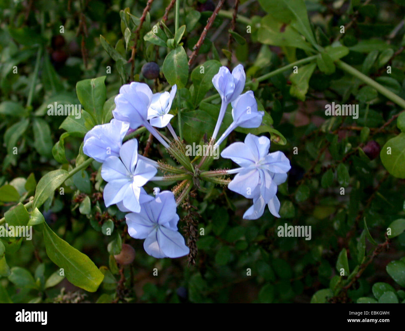 Cape Leadwort, Skyflower, Cape Plumbago (Plumbago Auriculata, Plumbago Capensis), Blumen Stockfoto