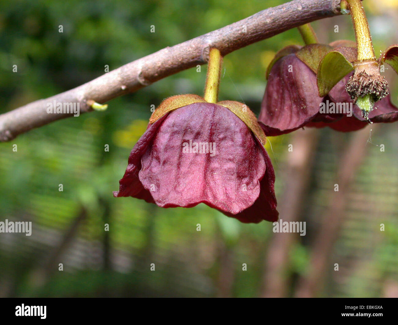 gemeinsamen Papaya, Cherimoya (Asimina Triloba), Blumen Stockfoto