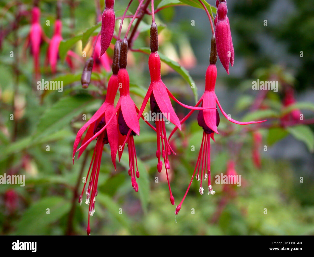 Hardy Fuchsia (Fuchsie fehlt), bluehend Stockfoto