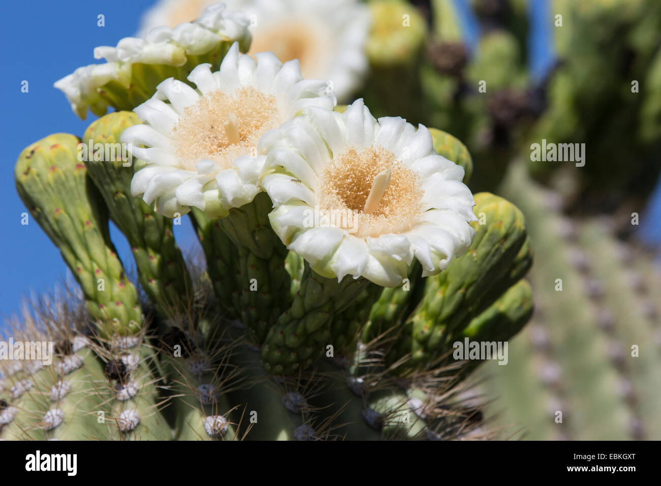 Saguaro-Kaktus (Carnegiea Gigantea, Cereus Giganteus), Blume, USA, Arizona, Phoenix Stockfoto