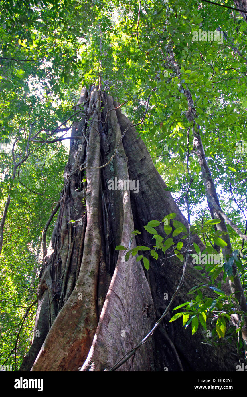 eine emergente Baumwurzel, Thailand, Khao Sok Nationalpark Stockfoto