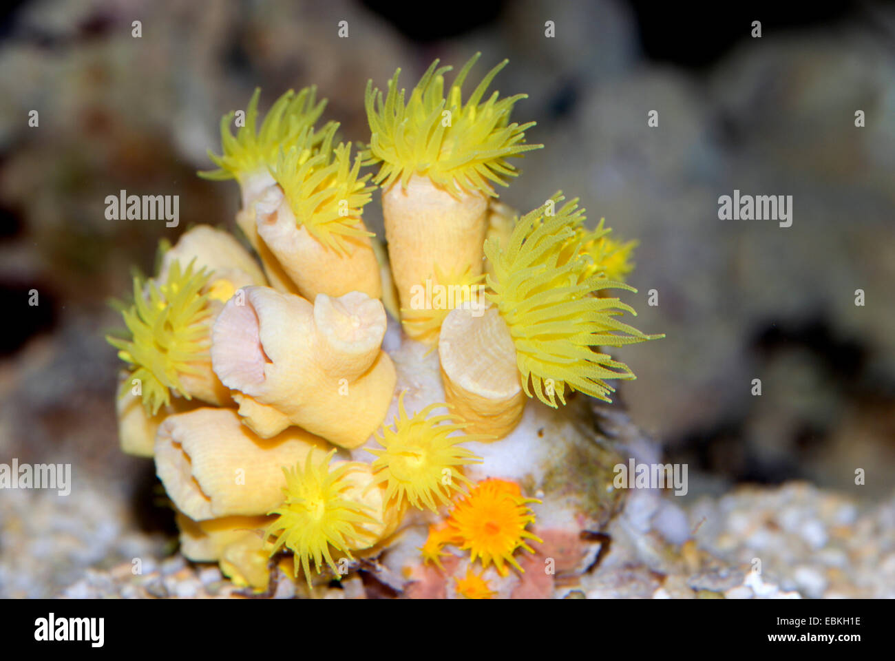 Stony Coral (Tubastrea Faulkneri), Detailansicht einer Kolonie Stockfoto