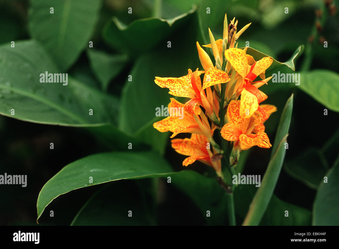 Indische erschossen, Canna, Poloke (Canna Indica), blühen Stockfoto