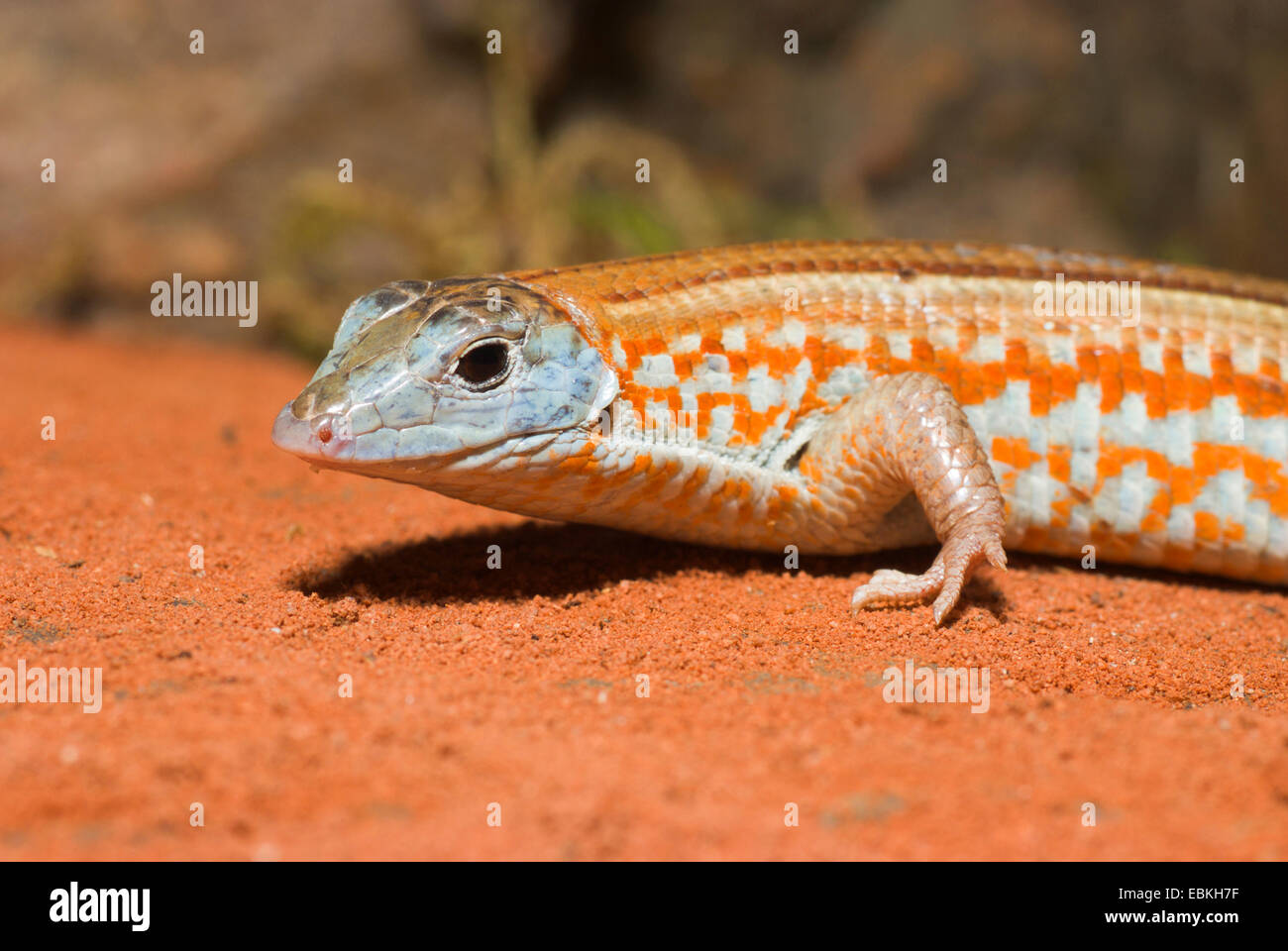 Madagassischen vernickelt Eidechse (Tracheloptychus Petersi), auf dem sandigen Boden Stockfoto