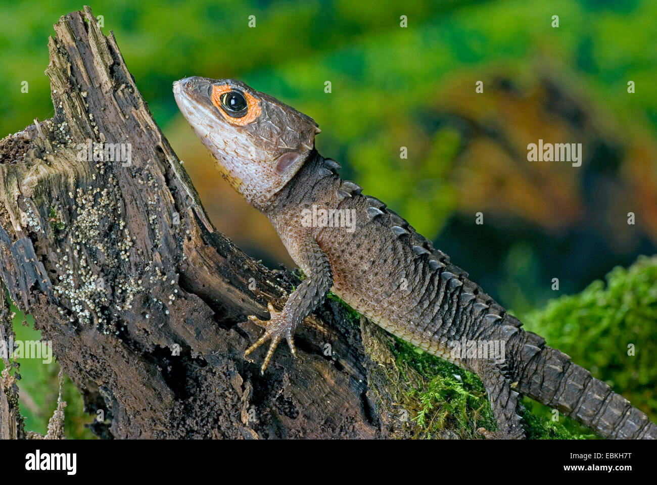 Crocodile Skink (Tribolonotus Gracilis), auf moosigen Totholz Stockfoto
