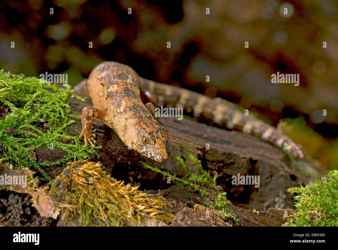 Am Ufer Skink (Tropidophorus Sinicus), auf moosigen Totholz Stockfoto