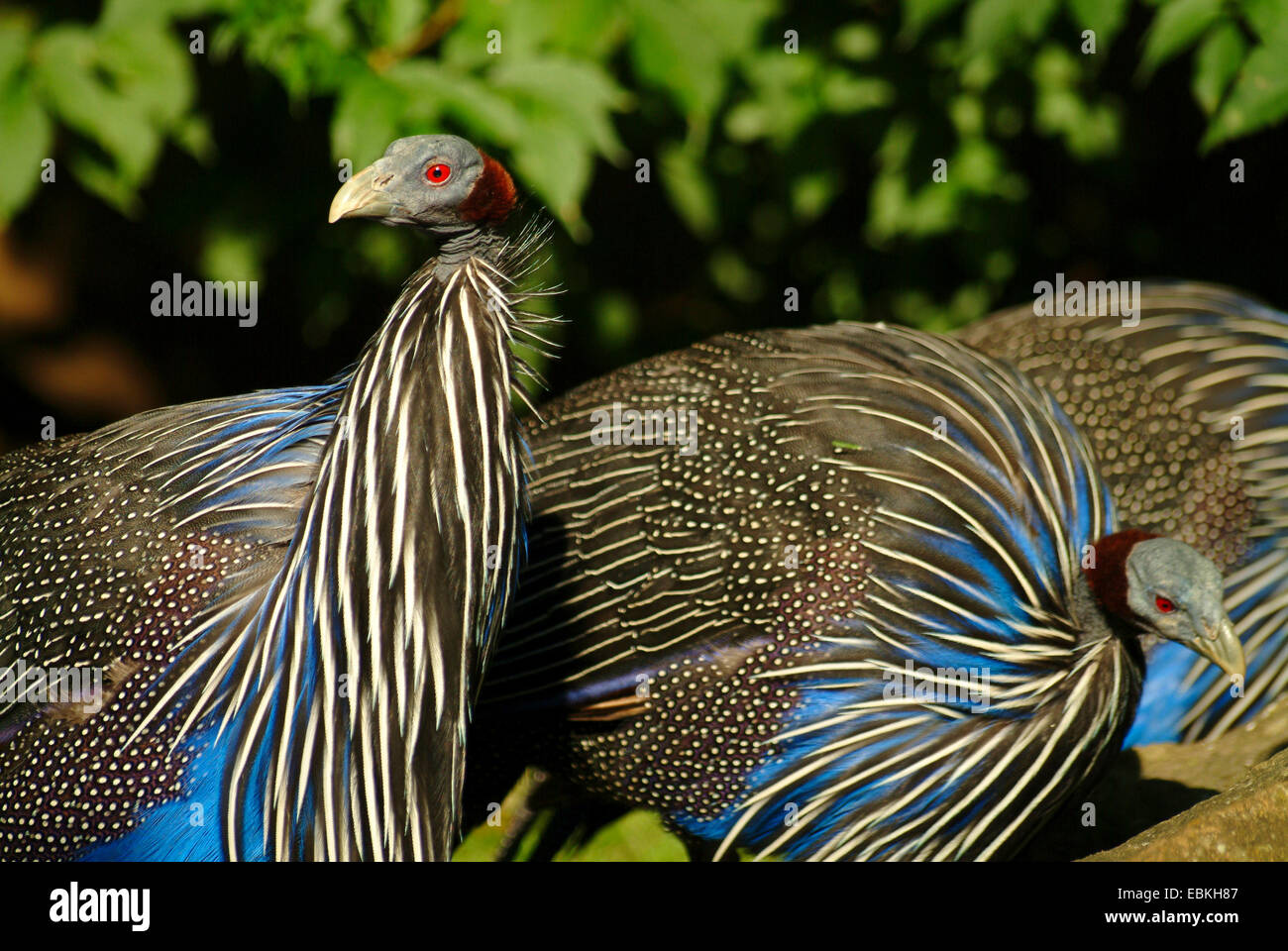 vulturine Perlhühner (Acryllium Vulturinum), vulturine Guineafowls zusammenstehen Stockfoto