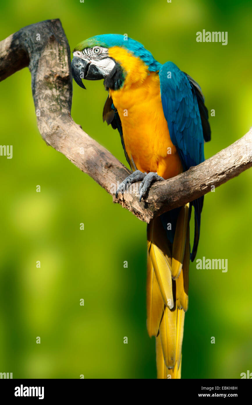Blau-gelbe Ara, blau und Gold Ara, blau und Gold Ara, blau-gelbe Ara (Ara Ararauna), sitzt auf einem Zweig Stockfoto