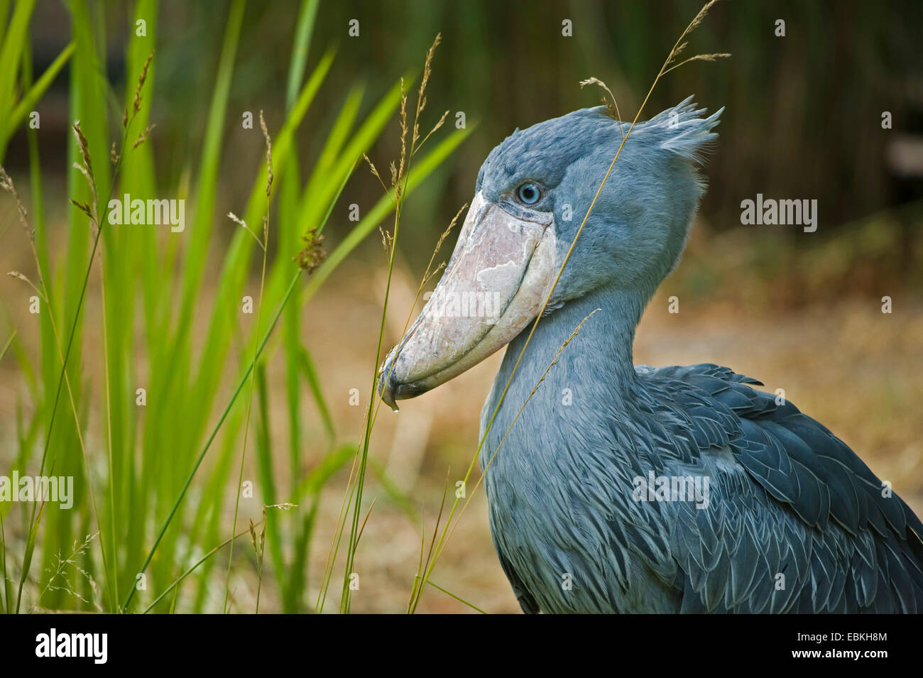 Unter der Leitung von Wal Storch, Schuhschnabel (Balaeniceps Rex), stehend im Schilf Stockfoto